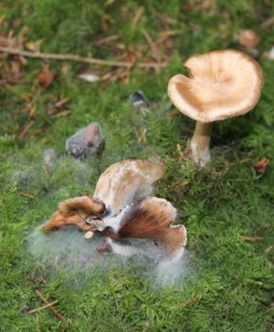 Pilz am Waldboden, befallen von einem Schimmelpilz