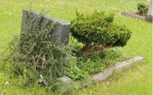 Grab, auf dem ein kleiner Baum wächst