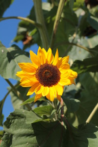Blüte einer Sonnenblume